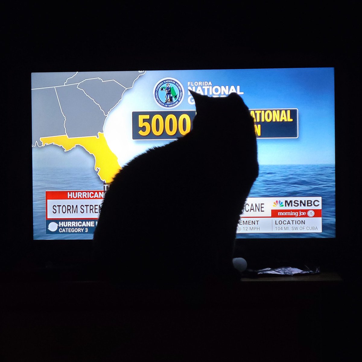 Bagheera is carefully monitoring the hurricane situation!🌀 #SafetyInMind #CatsKnowThings