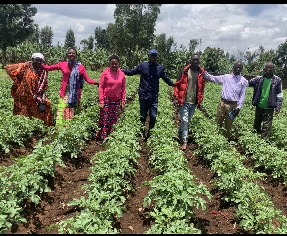 Olivierwand's tweet photo. Very impressive to see #Jyambere muhinzi kinoni cooperative applied #GAP for potato demo-plot #Kining variety #certified1. @AgriterraRwanda @Agriterra @PotatoFpa @Agripool_advice https://t.co/gi69F6EsGj