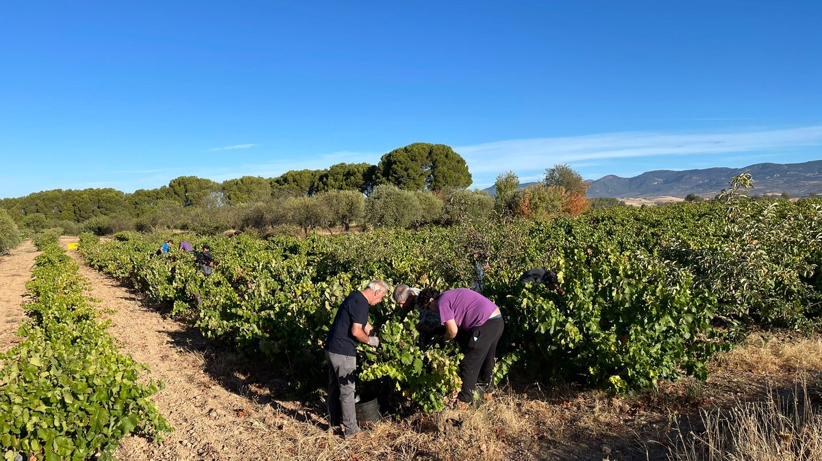 Este sábado también visitaremos <a href="/edrabodega/">edra bodega</a> en #Ayerbe, en su último día de #vendimia donde están recogiendo a mano una variedad llamada #Ribote, en un viñedo centenario de la Hoya de Huesca.  A las 14:55h en <a href="/aragontv/">Aragón TV</a>.
