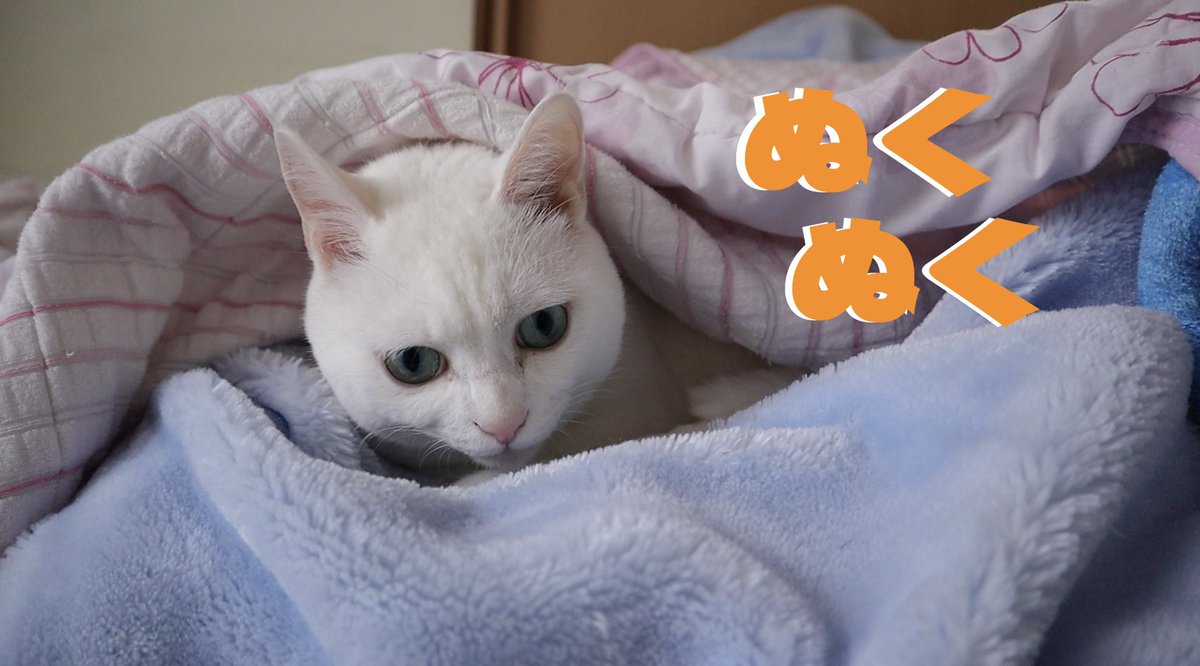 cat16wave tweet picture