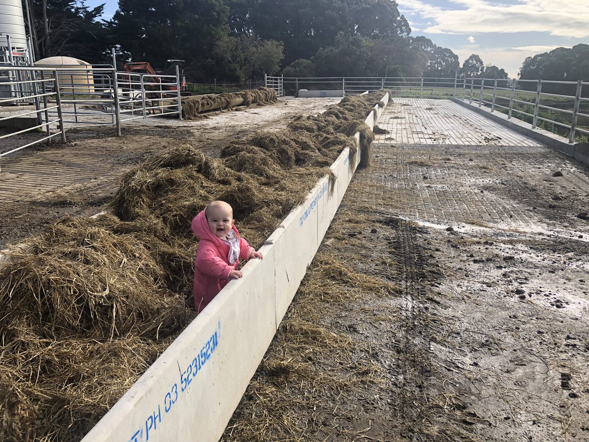 shell20_7's tweet photo. Wasn’t so happy about fronting the cost.. but putting in a feed pad in autumn has paid its way this year ✅ https://t.co/Qmu4GFgxfm