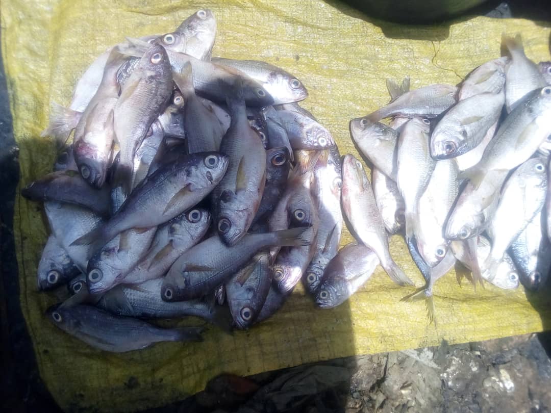 keurunapgui's tweet photo. La pêche à Saint-Louis du Sénégal https://t.co/ysekKTuIhN