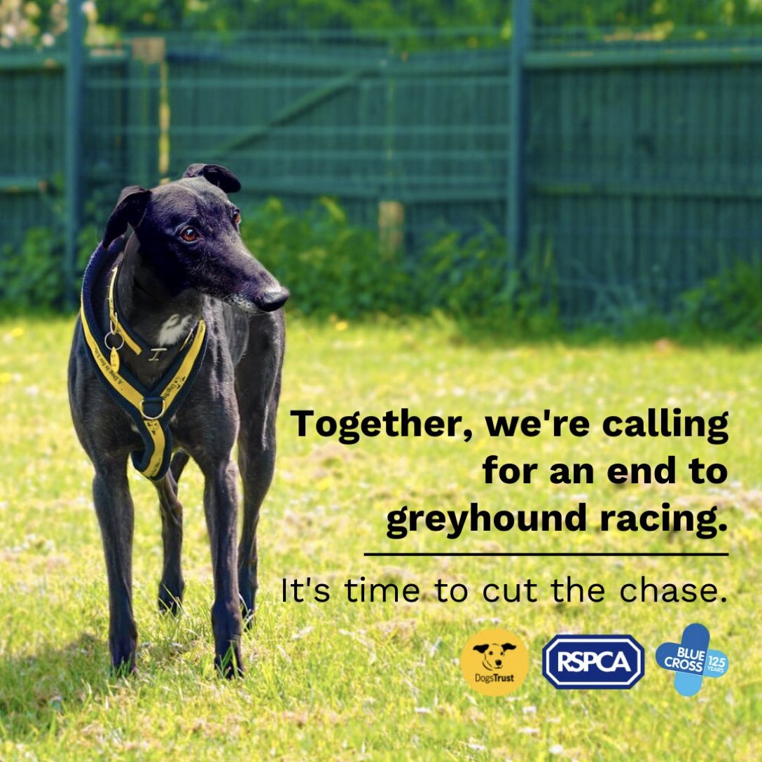 'The notion that such dogs are abused, killed and battered to bits on a regular basis is very much outdated'. The words of #IanLaveryMP Well @DogsTrust @The_Blue_Cross and @RSPCAChris Don’t agree with you. #BanGreyhoundRacing 
#Dogs #Greyhounds #RescuednotRetired #PetsnotBets