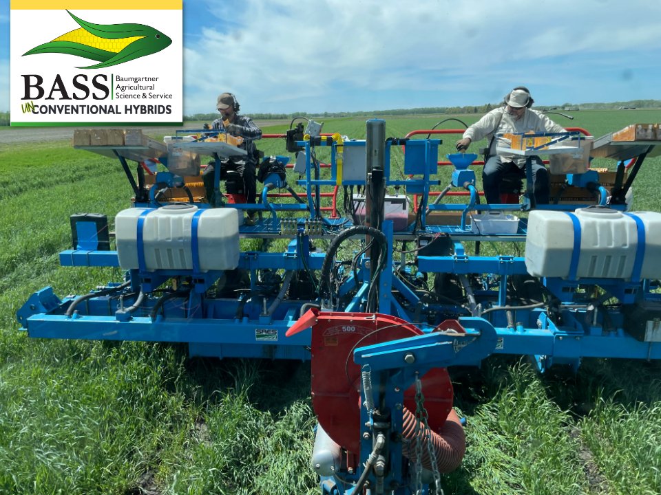 At BASS Hybrids, we develop customized hybrids specifically for your farm and the way you farm. Here we planted no-till into a standing cereal ryegrass cover crop. ⬇️
Learn more about our products and check out our virtual field tours: basshybrids.com/corn-products