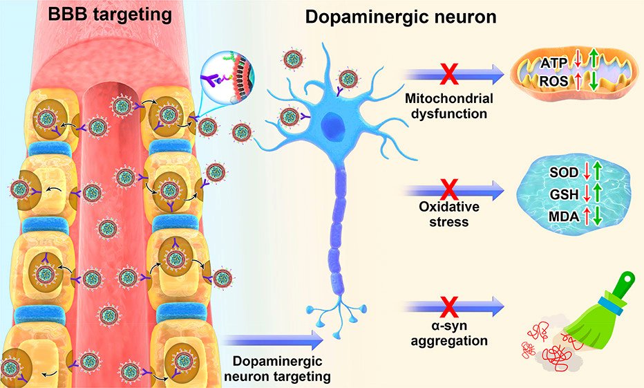 Brain-Targeted Biomimetic Nanodecoys with Neuroprotective Effects for Precise Therapy of Parkinson’s Disease

NEW #ASAP by Tongkai Chen, Xiaojia Chen, Yu Yang &amp; team
Read it here: go.acs.org/2j0