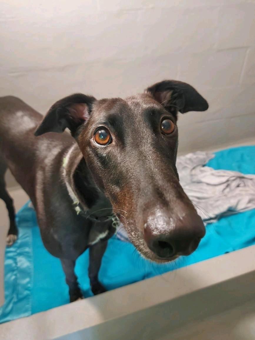 Fundraise on your tea break! 🫖 The best part? No spending required. Not a penny! Simply register with Red Dog Ads and watch a couple of 30 second adverts each week. To find out more and get involved, head to reddogads.co.uk #greyhoundtrust #welovegreyhounds