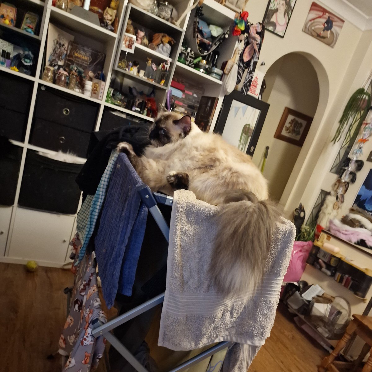 Her fat arse has broken 7 of these so far determined to turn the clothes drying into a fecking hammock