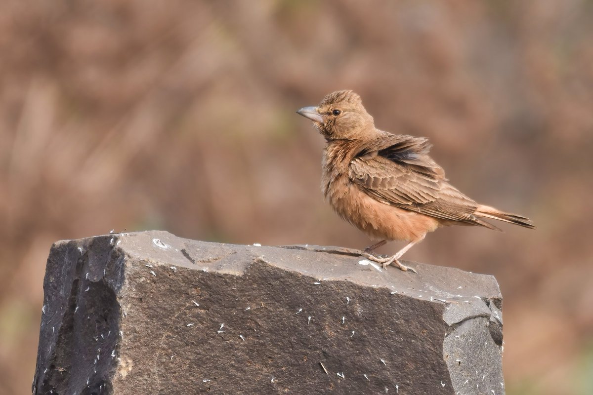 The Little King 🫅 of Rocks!

#Brownrockchat @pargaien @UKNikon #indiaves @Natures_Voice #ThePhotoHour @NikonIndia @world_the_bird #PhotoOfTheDay #birdwatching #BBCWildlifePOTD #BirdsSeenIn2022 @amazingbirds11 @NatGeoIndia @WildlifeMag @DiscoveryIN #TwitterNatureCommunity #birds