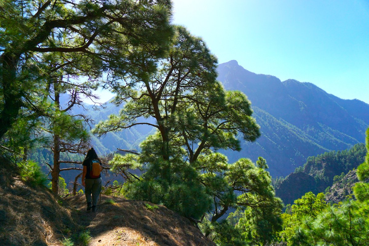 RandomTrip tweet media