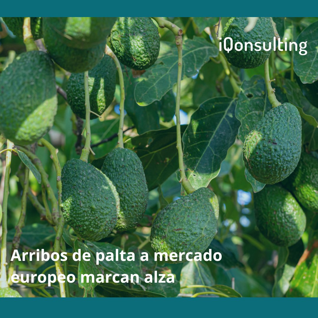 #iNews:🥑Un aumento del 211% ha experimentado el volumen exportado de palta chilena a Europa, durante las primeras 36 semanas de envíos.