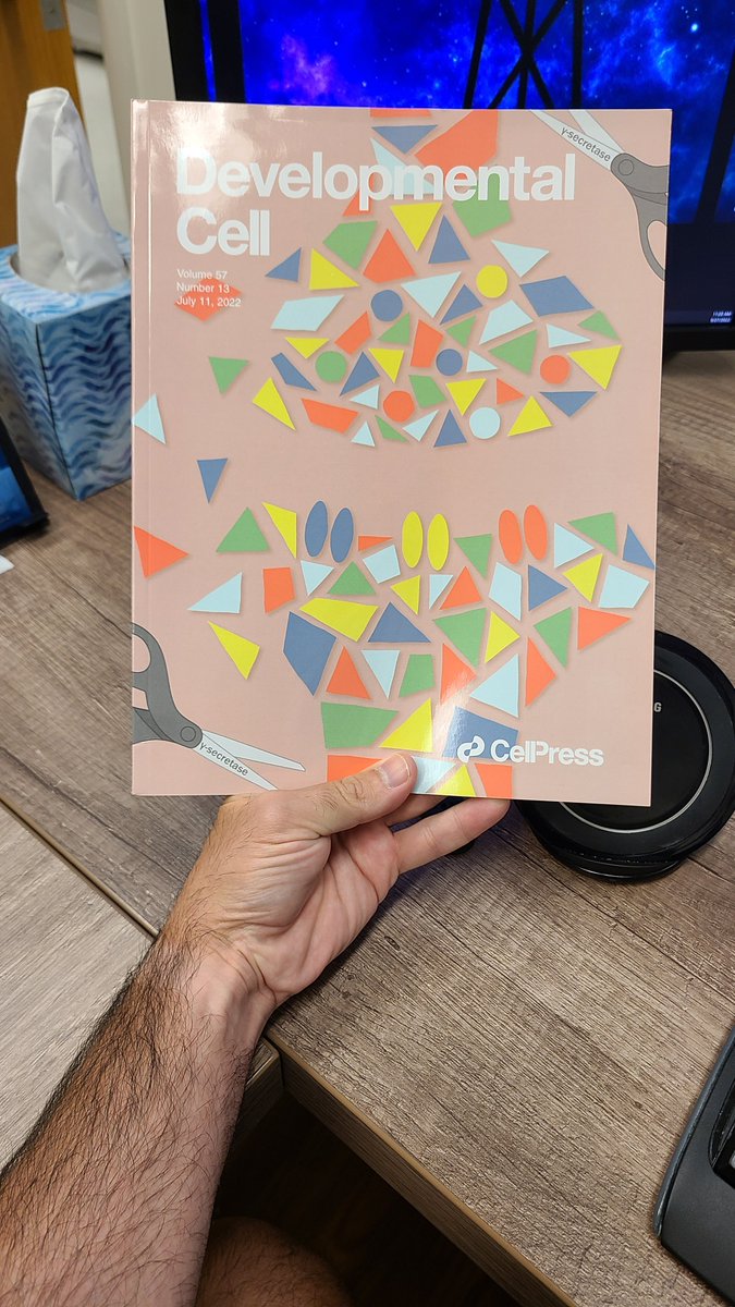 Tim Mosca (he/him) (@drosophilosophy) on Twitter photo i still don't believe something until i can hold it in my hand (i'm a deeply distrusting individual). but our issue of <a href="/Dev_Cell/">Developmental Cell</a> with <a href="/lucas__restrepo/">Lucas</a>'s gamma secretase paper is finally here! hard copies! it's so pretty and i'm so proud of the authors and the artist <a href="/GAL4science/">Alison DePew, PhD</a>! i still don't believe something until i can hold it in my hand (i'm a deeply distrusting individual). but our issue of <a href="/Dev_Cell/">Developmental Cell</a> with <a href="/lucas__restrepo/">Lucas</a>'s gamma secretase paper is finally here! hard copies! it's so pretty and i'm so proud of the authors and the artist <a href="/GAL4science/">Alison DePew, PhD</a>!