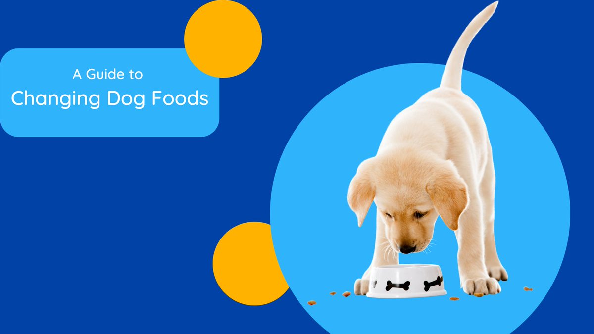 PetfixClub's tweet photo. Have you ever tried to change your dog's food, but they immediately turn their nose up at it? Check out @petethevet Petfix Guide to Changing Dog Foods here for top tips: https://t.co/80x2lbiGoV #dogfood #petfix #petethevet #newfood https://t.co/54rVIgMlXs
