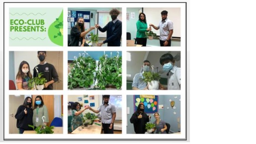 Eco Club's Gift of Nature "Pothos" for every Homeroom Year 7 to 9 !  #DreamInspireAchieve, #DIAinnovation #DIAcreativity