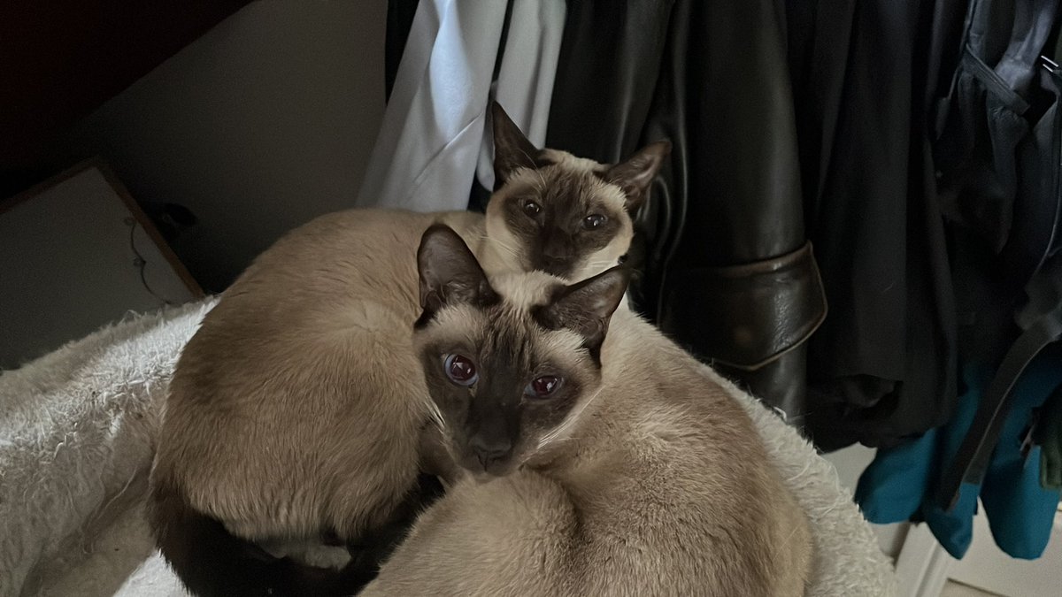 Dr Alison Skipper (@acdalison) on Twitter photo From our first <a href="/AnimalHistories/">ANIMAL HISTORY GROUP</a> summer meeting, I think! Delighted this has been published, as I’m living the past every day with two retro-style Siamese … From our first <a href="/AnimalHistories/">ANIMAL HISTORY GROUP</a> summer meeting, I think! Delighted this has been published, as I’m living the past every day with two retro-style Siamese …