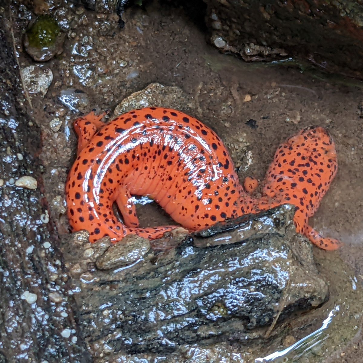 GreatSmokyNPS tweet media