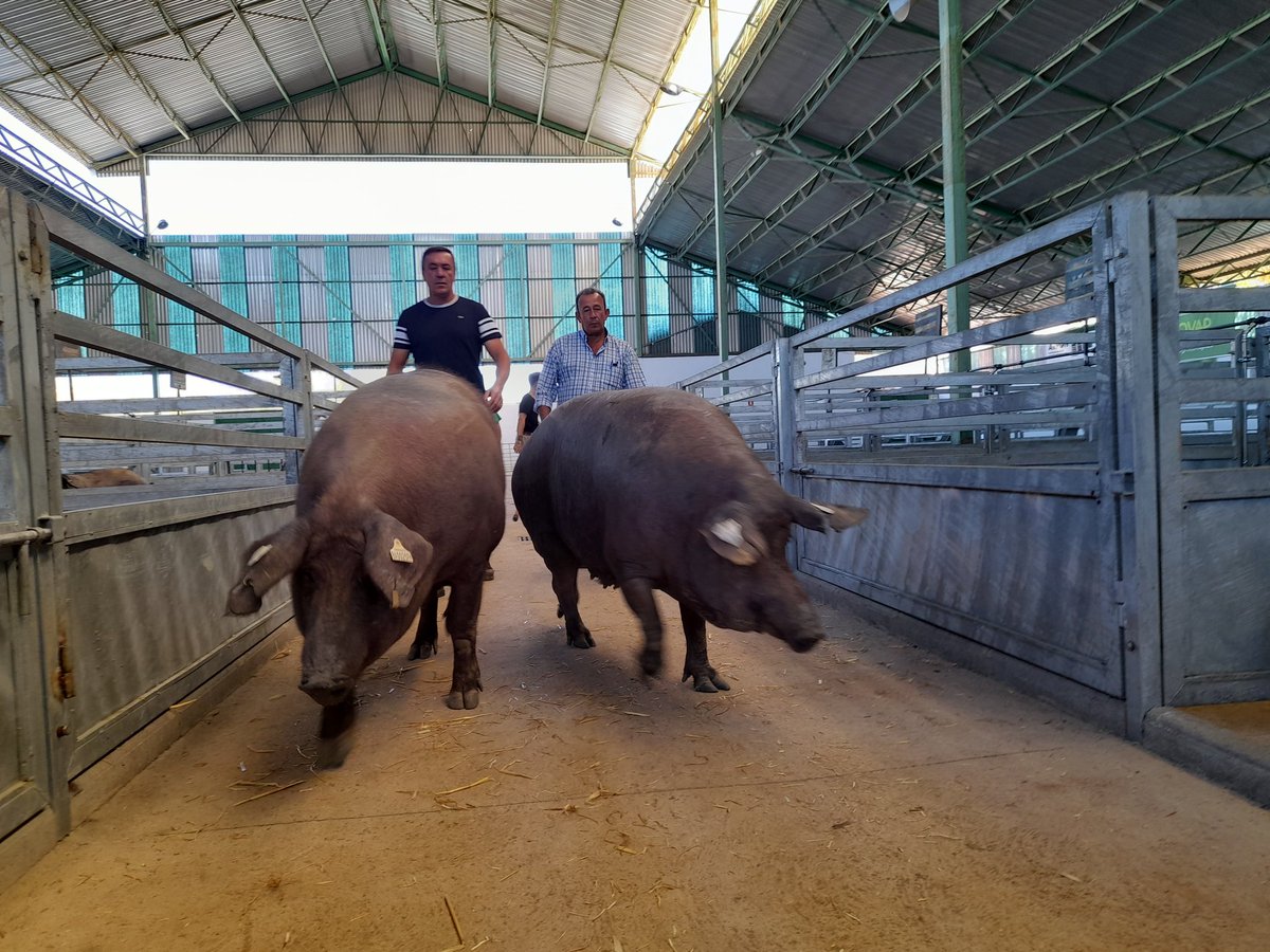 Ya van llegando los cerdos Ibéricos a @feria_zafra preparados para el XXXVI Concurso Nacional de Cerdo Ibérico #100x100nuestro #delibéricohastalosandares #FeriaZafra2022