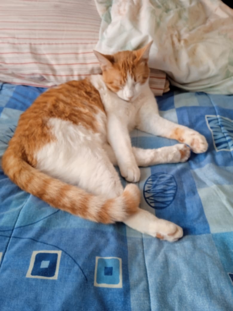 BBebecillo's tweet photo. 😻 https://t.co/SRTML5ILE3