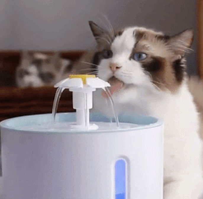 Kittenhwang tweet media