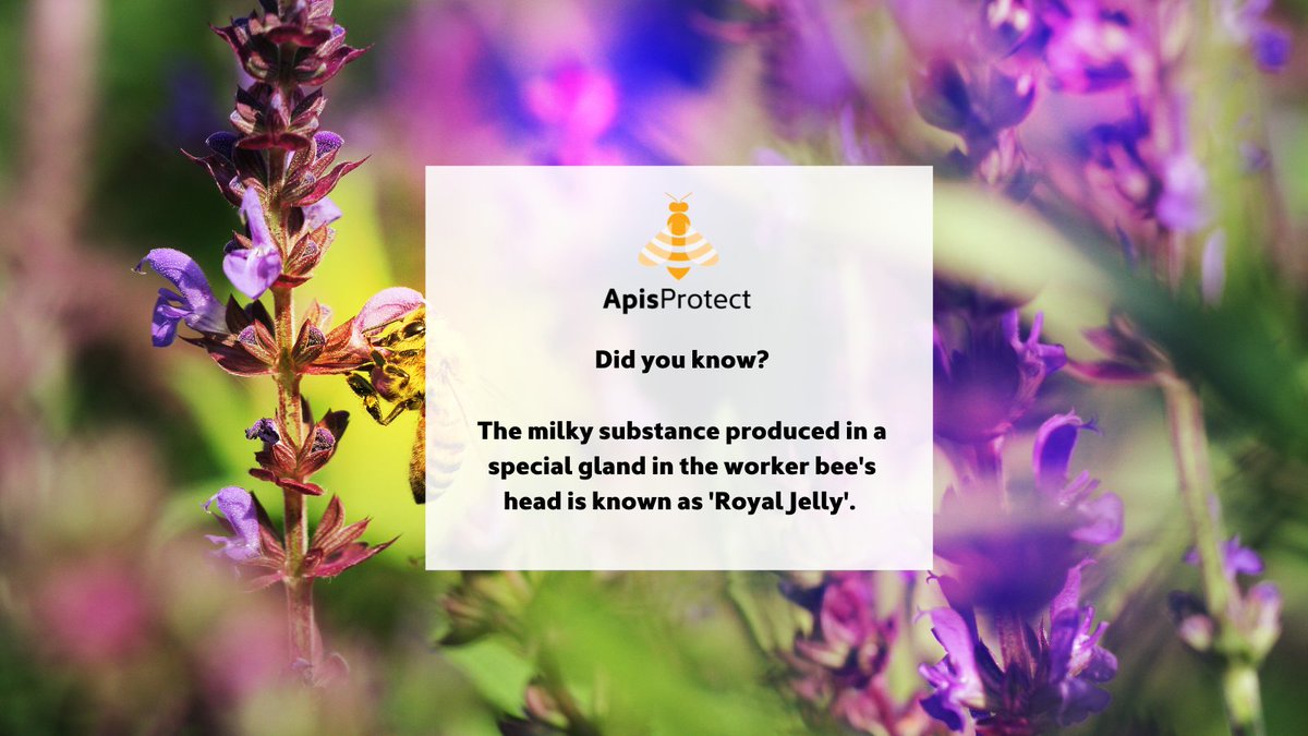 Fact of the day 🐝🍯

The milky substance produced in a special gland in the worker bee's head is known as 'Royal Jelly' 🐝

#NationalhoneymonthUSA #NationalHoneyMonth