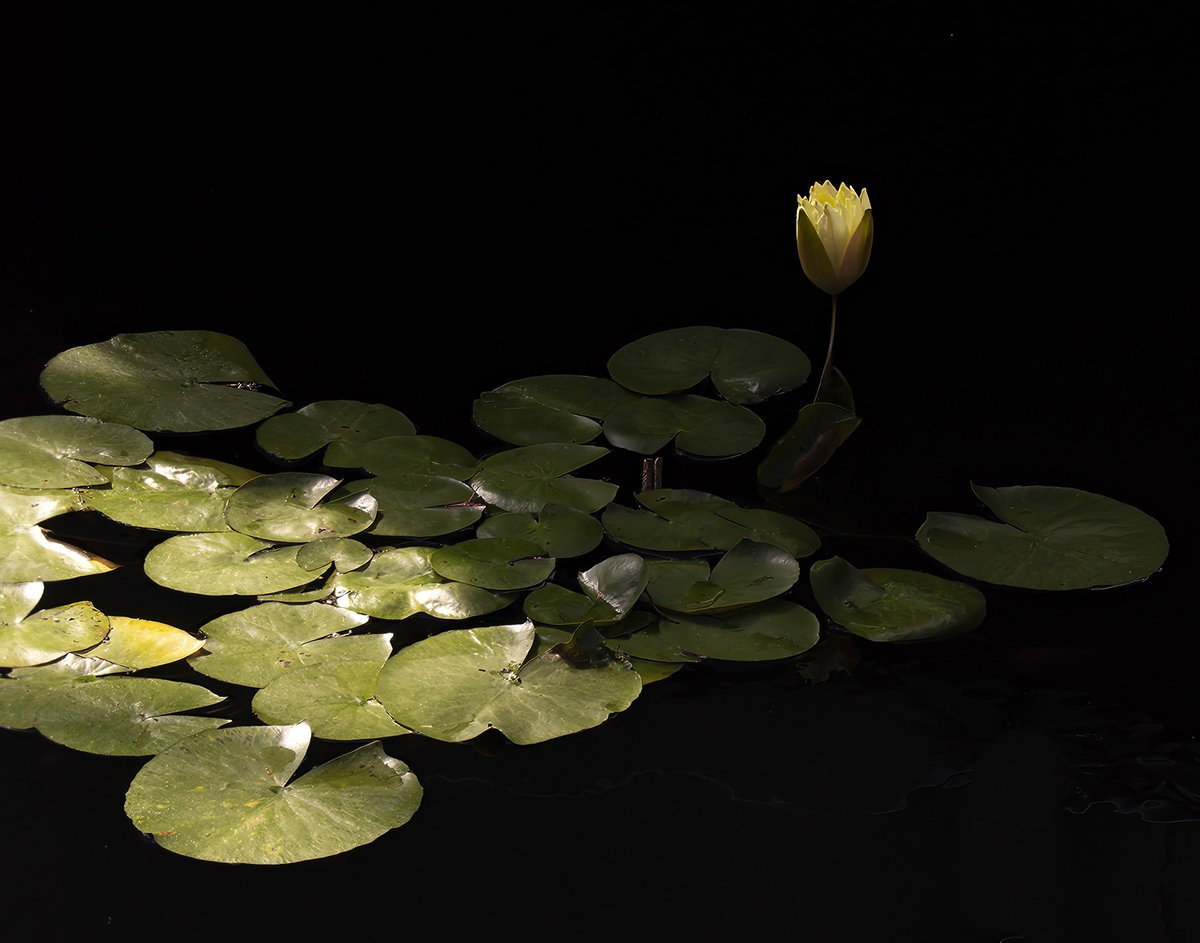 #ArtoftheDay: Mr. Fred Rogers Juried Exhibition 
"Waterlily" by Linda Roos (Photography, $65) currently on view in our gallery