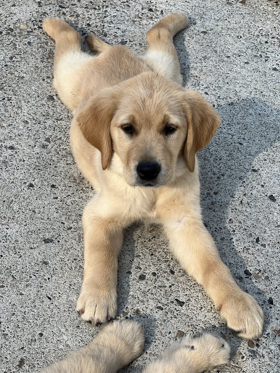ECADServiceDogs's tweet photo. "Join me for yoga? I can help you flex and stretch!"
We fishes are looking for puppy raisers for our nursery team....
https://t.co/lF7a0AvV4q
#puppyyoga #volunteer #puppies #futureservicedogs #futureyogainstructor #bestservicedogs https://t.co/QbreZ07fFn