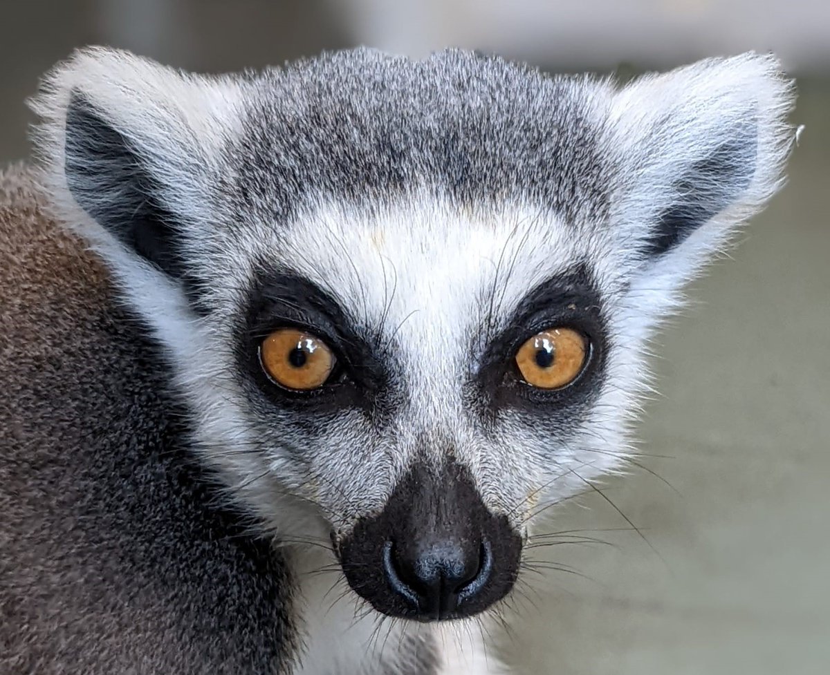 WelshMountainZo's tweet photo. Fun fact of the day! ππ
A group of Ring-Tailed Lemurs is known as a 'troop'!
#FunFactOfTheDay #RingTailedLemurs #OurPrimates #KeeperPics #SupportingConservation #WelshMountainZoo #NationalZooOfWales https://t.co/4MiRV0uAZ3