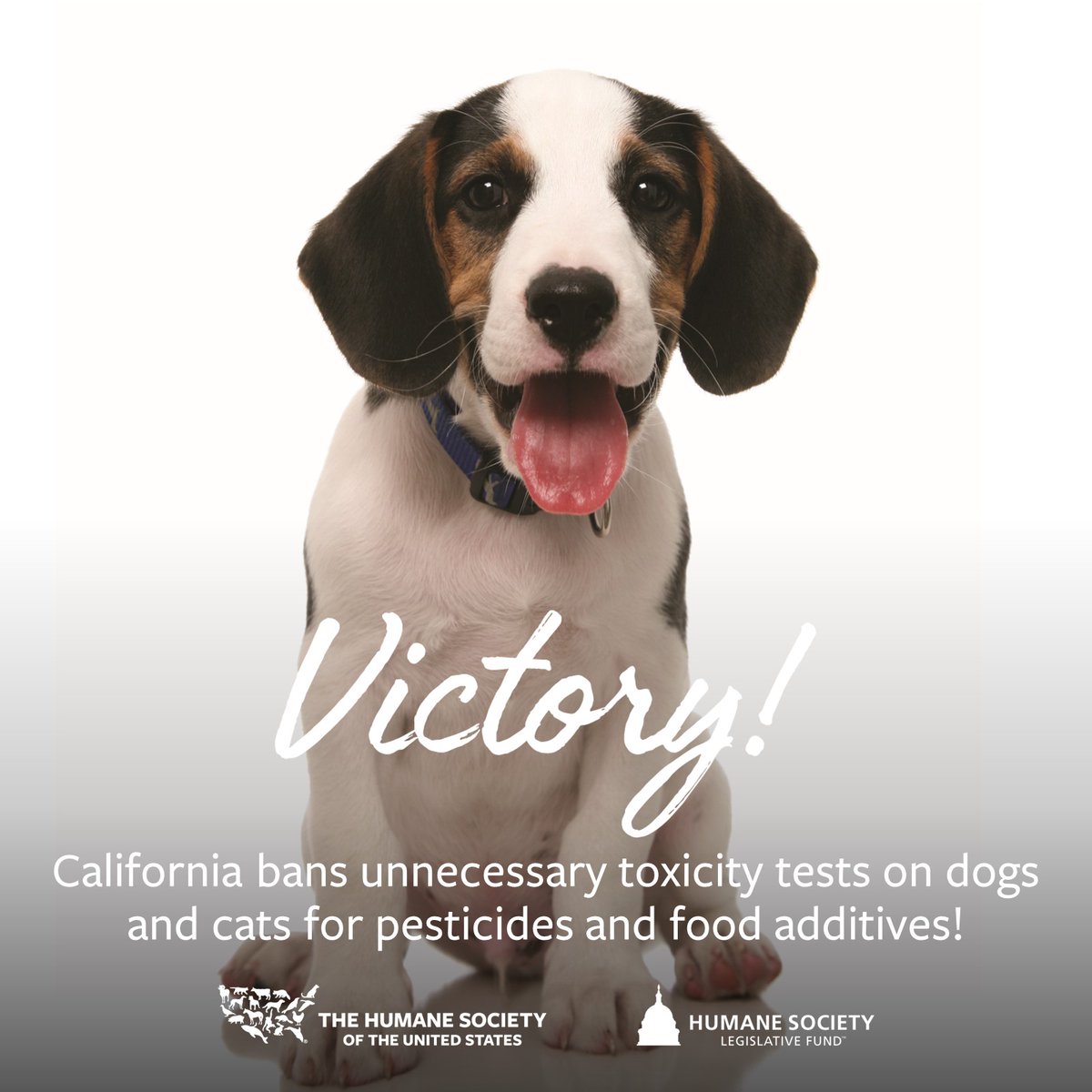 Humane World for Animals (@humaneworldorg) on Twitter photo BREAKING: California is the first state in the nation to BAN painful & unnecessary toxicity tests on dogs and cats for pesticides and food additives!
The groundbreaking PET Act was signed into law by Governor <a href="/GavinNewsom/">Gavin Newsom</a> last night. 🥳🙌💙 BREAKING: California is the first state in the nation to BAN painful & unnecessary toxicity tests on dogs and cats for pesticides and food additives!
The groundbreaking PET Act was signed into law by Governor <a href="/GavinNewsom/">Gavin Newsom</a> last night. 🥳🙌💙