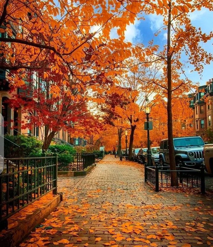 Fall in Love 🍁🍂🍁🍂🍁