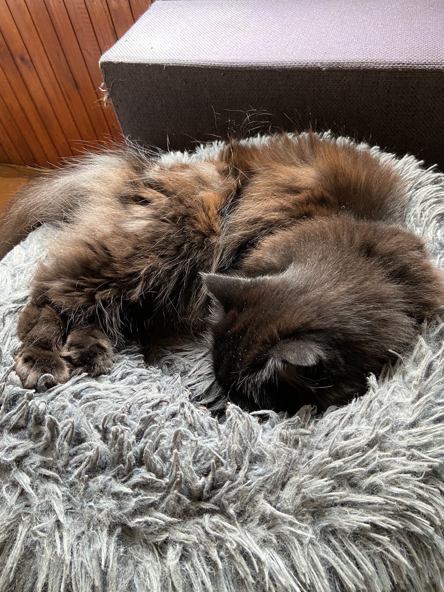 egmond13's tweet photo. ❤️ Snoopy
😴😴😴
#CatsOfTwitter #CatsOnTwiiter #catzilla #meowski #littleballoffur https://t.co/MtCwMeZfty