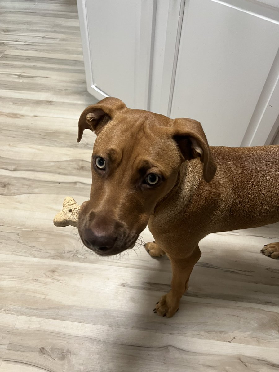 terrye_thorp's tweet photo. Looks like Journey felt that this lick mat wasnโt being sufficiently utilizedโฆ..
#Journey #rescuepup #lickmat #chewy #puppies #sweetgirl https://t.co/GE1HLpQ3Tf