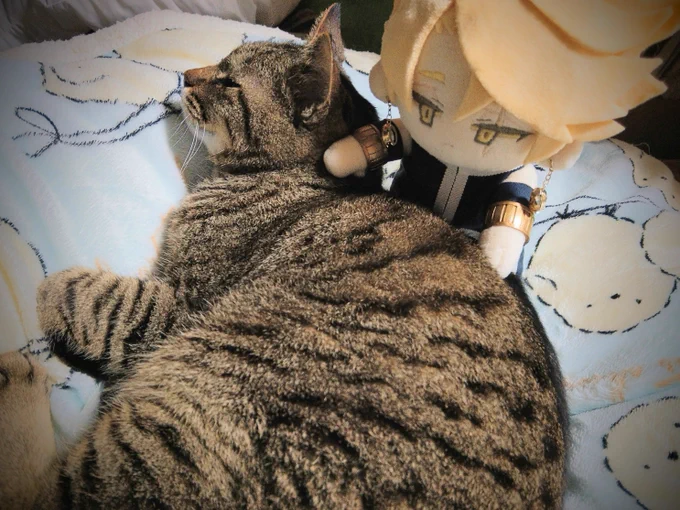 心がざわついてるので作ってもらった最高にバチバチにかわいいうちのルトリアのぬいぐるみを貼るかわいい最高にかわいい 