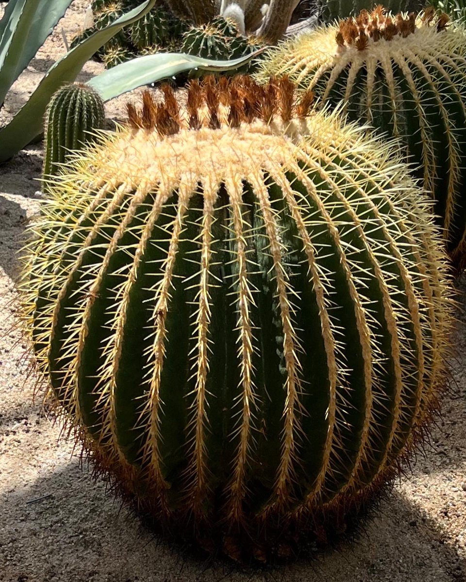 jun_junjum's tweet photo. 植物園の管理人から金鯱サボテンの種をご厚意で貰ったんやけど900粒は想定外😃
来春の種まきが楽しみ〜 https://t.co/1lJQIbgWSH