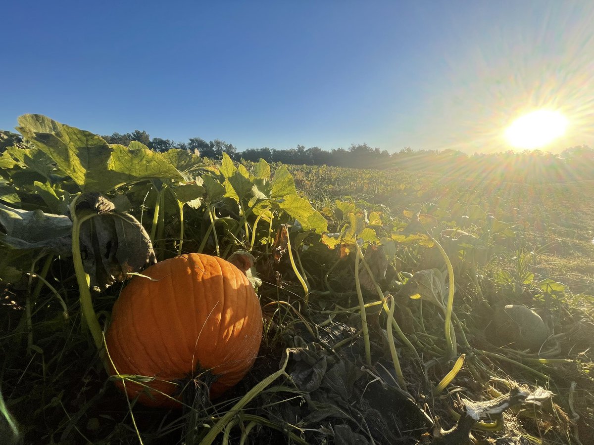 Good morning pumpkin 🎃 <a href="/EckertsOrchard/">Eckert's Orchard</a>
