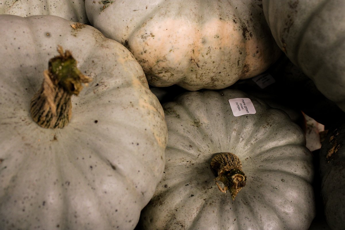 Spooky season is fast approaching 🎃👻

We've got a small selection of local grown Manx Crown Pumpkins available! 🇮🇲🇮🇲🇮🇲

#ManxProduce