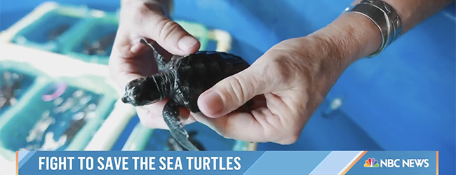 FAUpresident's tweet photo. So wonderful to see #FAU professor Dr. Jeanette Wyneken releasing baby sea turtles on the “TODAY” show! 🐢➡️ https://t.co/5CBFzk4vfp https://t.co/NxD6BEPrAj