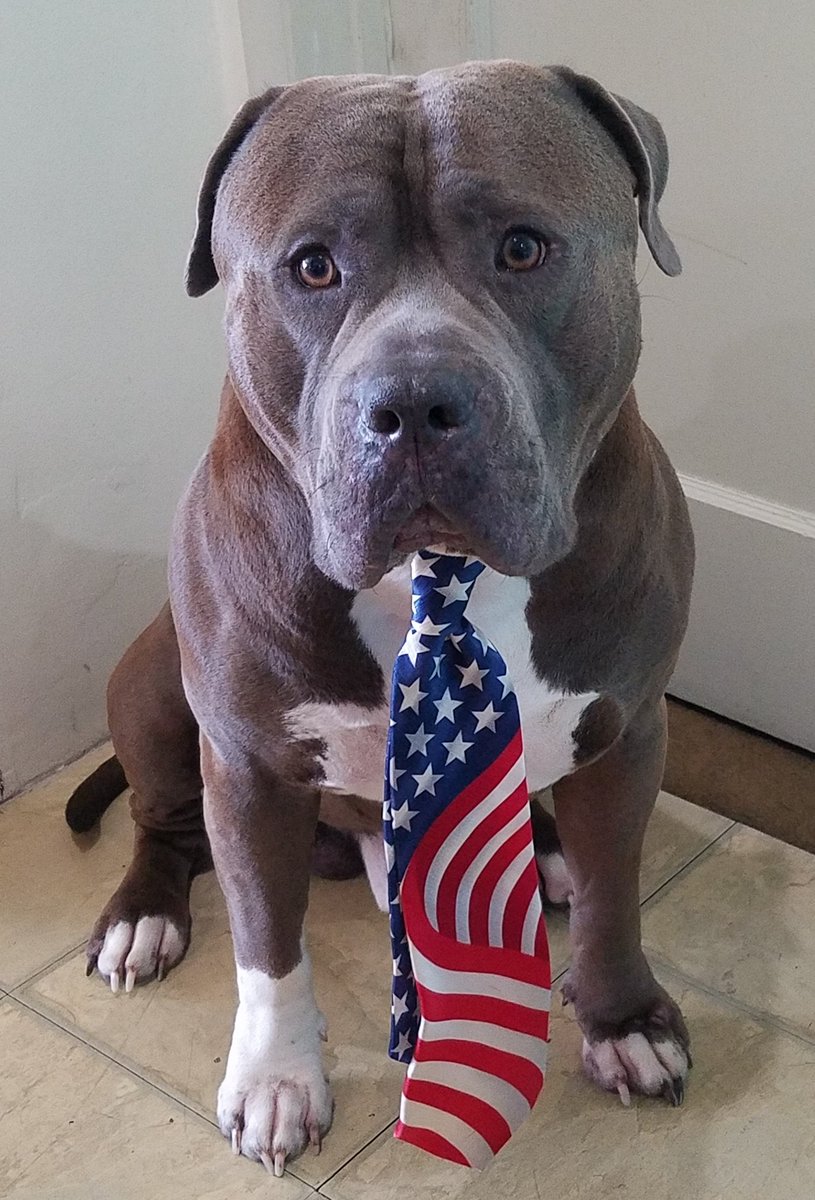 Baloowiththebr1's tweet image. It&apos;s my 5th birthday motherpuppers! Thank you for the early bday wishes. 
Me gets to picks lunch later💙 #birthdayboy #thebig5 #americanbully #bully #pitbulls #bullmastiff #Staffordshire #dogsoftwitter #pawsitivity #rescuedog #fureverhome #dogs #subaorticstenosis #velvetyhippo