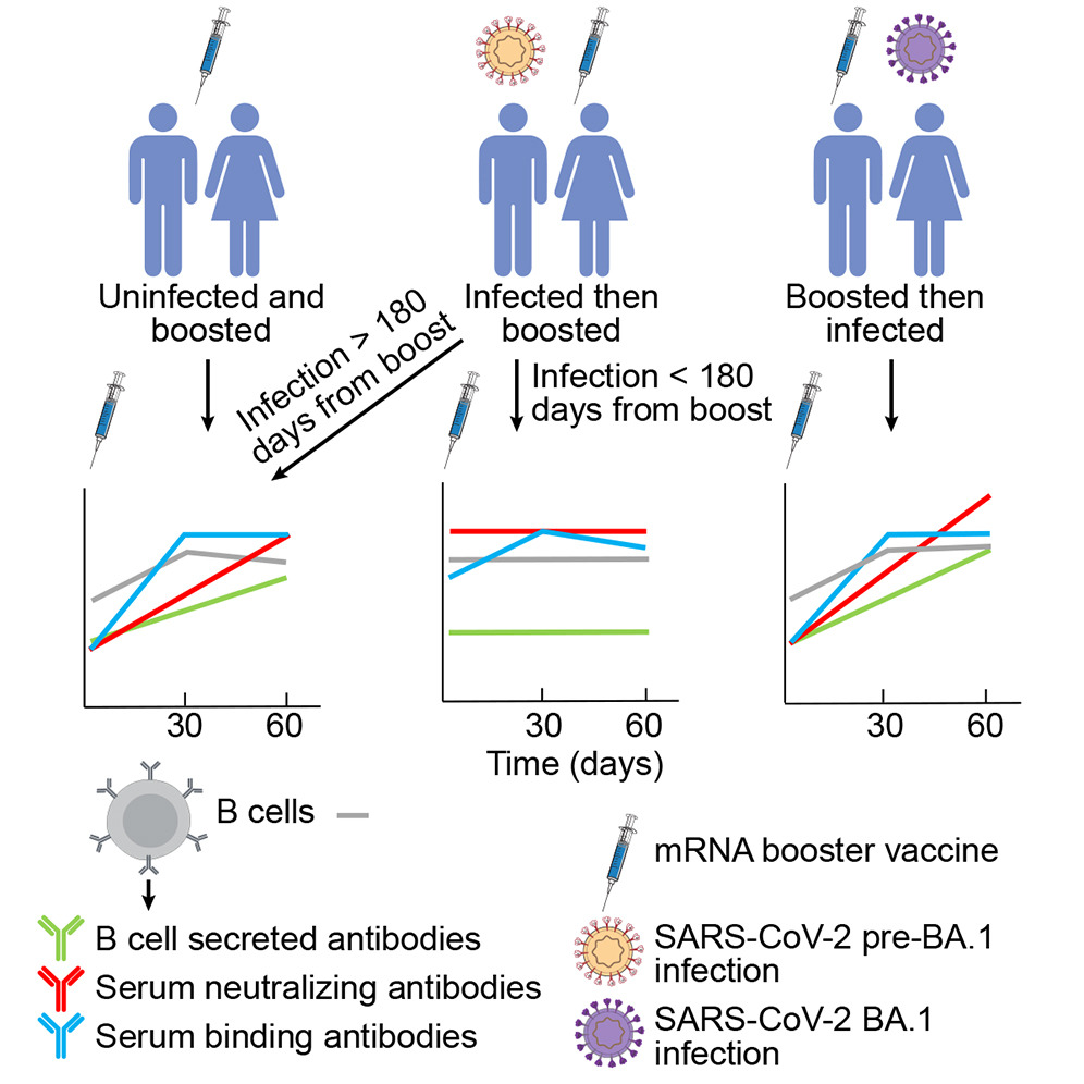 New <a href="/CellCellPress/">Cell</a> 
Why getting a booster too soon after Covid is not a good idea: suboptimal B-cell response
cell.com/cell/fulltext/…
<a href="/NIAIDNews/">NIAID News</a>