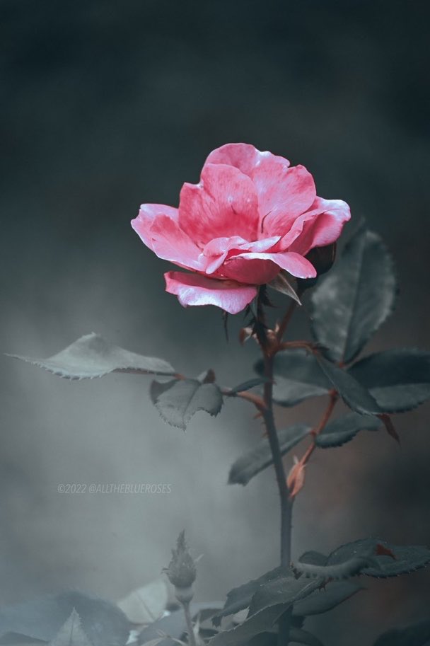 Everyone has someone in their life that keeps them looking forward to another day.