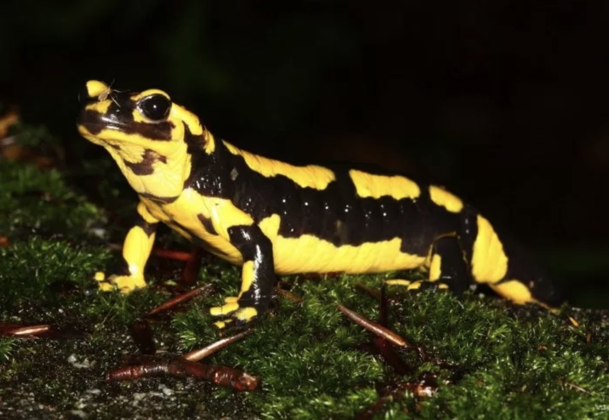 sicb_dpcb's tweet photo. Mark your calendars- The first day of #SICB2023 @SICB_ (Jan 4) we'll be hosting a special session in honor of David Wake called “What amphibians have taught us about organism-focused evolutionary biology” Join us to celebrate the past and future of amphibian research! https://t.co/vyDGEosPOX