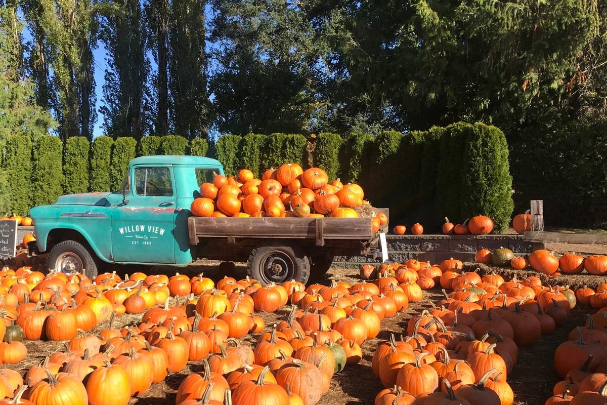 Looking for #familyfun in #Cincinnati? Check out one of these local farms for affordable, fall festivities! allaboutcincinnati.com/best-cincinnat…