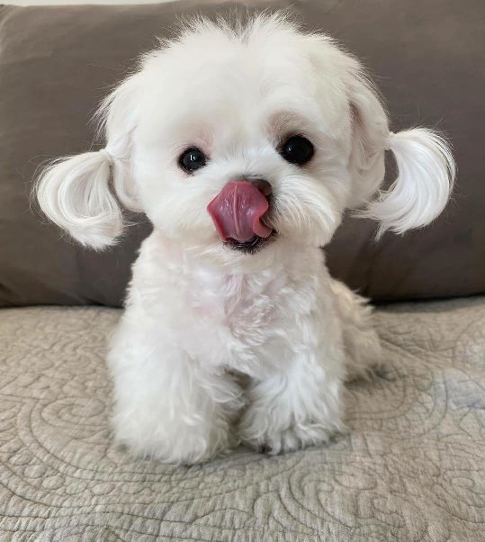 아이키 강강쥬 맞음 반박안받음