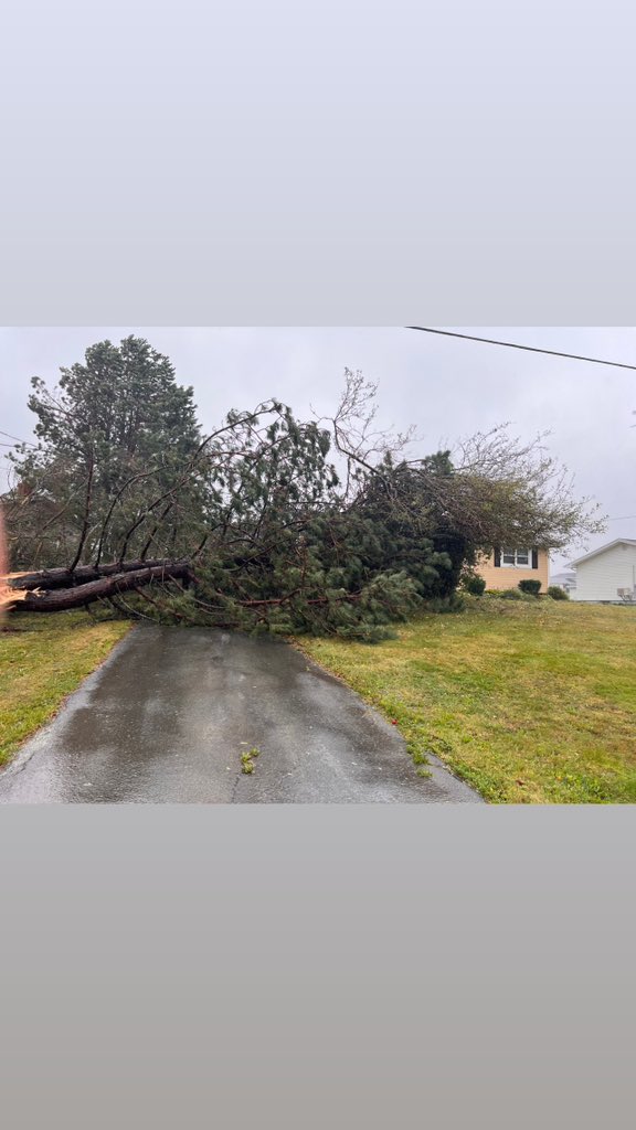 Kim_Doyle's tweet photo. We got green light from insurance to hire contractors to fix our damage. Anyone know someone who could tackle these trees? If I could even find a chainsaw where do I put the pieces? Plus we’re COVID+ day 4 and feeling a little delirious. #PEIFiona #pei https://t.co/pqH315VTkz