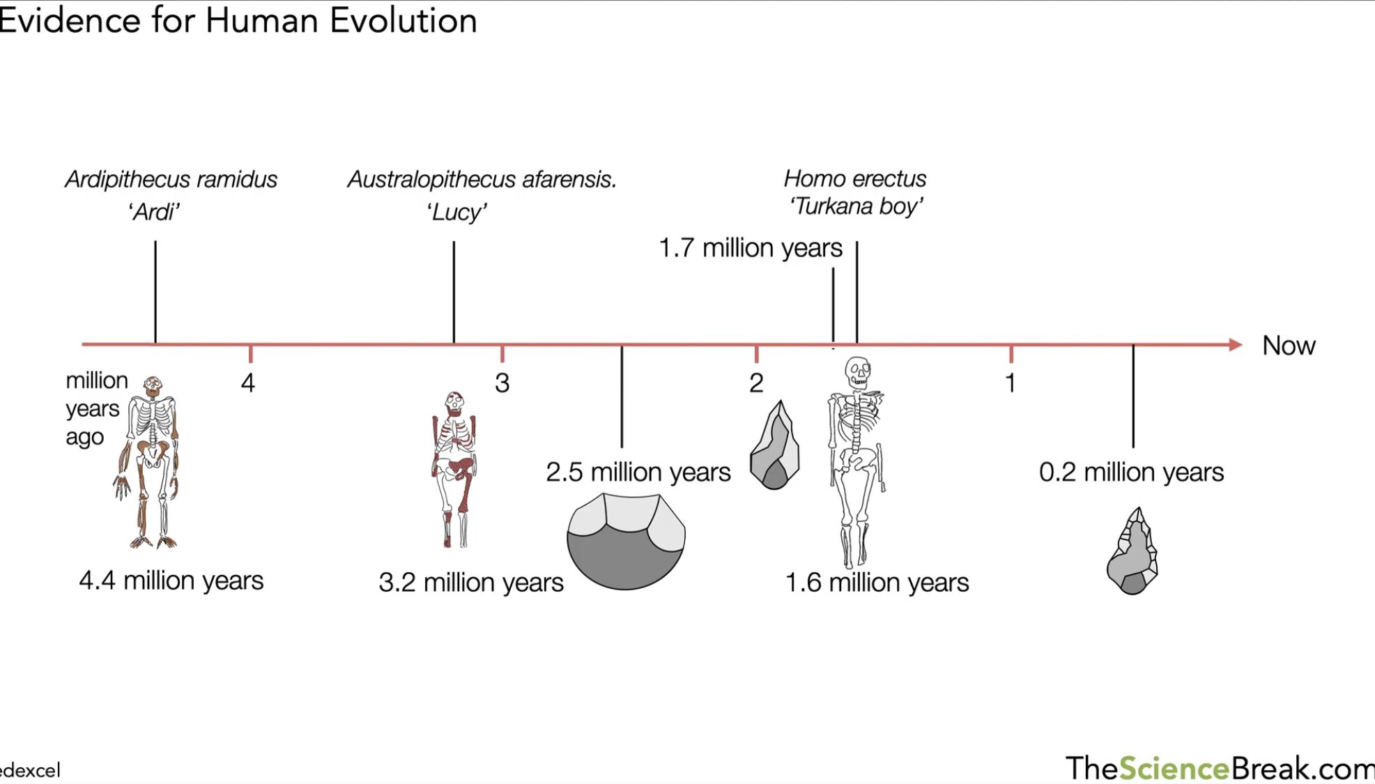 Simple Timeline Of Evolution