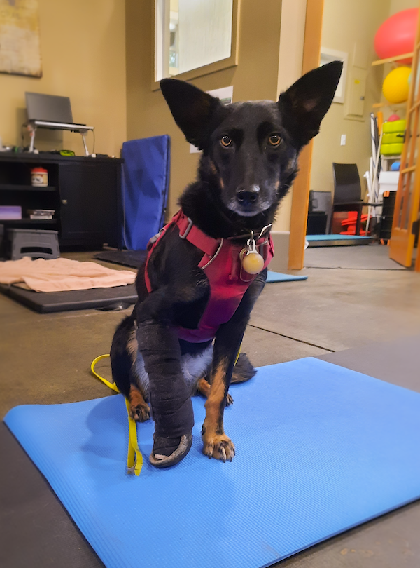 DassietOfficial's tweet photo. Pioneers make their own paths, just like Dr. Finn and Winnie did. Read the story of how a stray with an injured leg won over the heart of a veterinarian and found a forever home: https://t.co/jtkQNrLygD 

#vet #veterinarian #vetlife #UPETS #Dassiet https://t.co/jGXyK56yHE