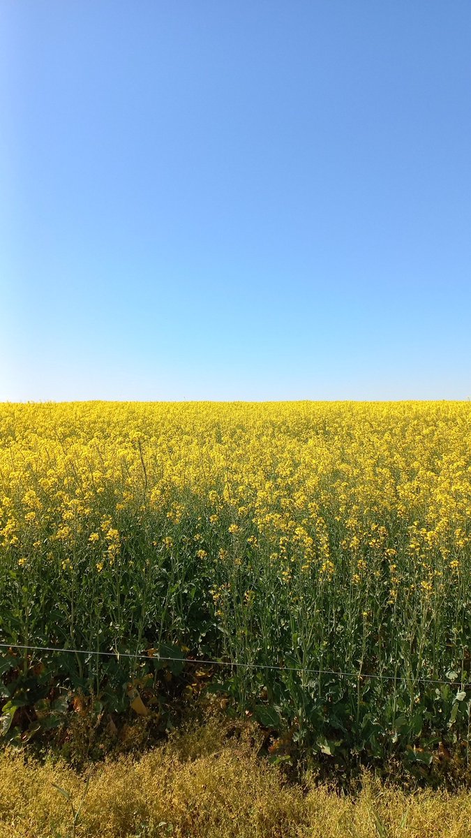 Canola invernal, se nota la diferencia de ciclo con la primaveral . Esperando agua por el sur !!!!!!