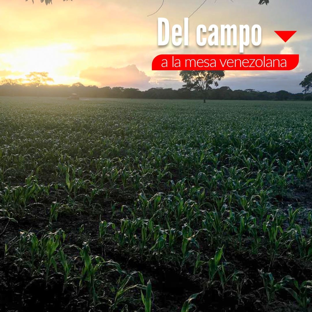 ¡Buenos días, Venezuela! Desde nuestros campos, hacemos nuestro mayor esfuerzo para ofrecer alimentos de calidad con nuestro sello de garantía Purolomo. ¡Del campo a la mesa!
