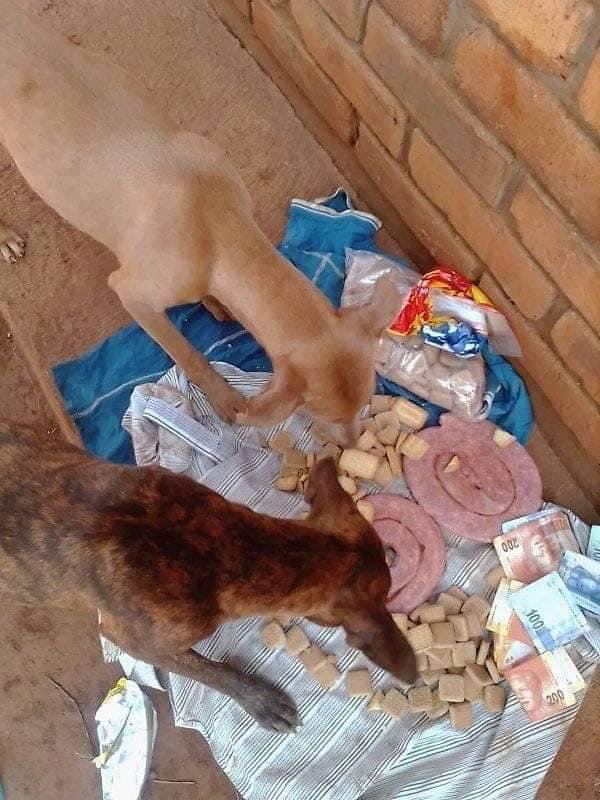 AdvoBarryRoux's tweet photo. Meet the Limpopo billionaire Hendrick Makuya, who washes his face with a two litre bottle of Coke. He feed his Dogs with food and beverages like Cold drink, Doritos, 100% Juices, Wors, Pork, and Pizza. He said he is always drinking Hennessy just to save water. He is also single. https://t.co/mmUN2XQemA