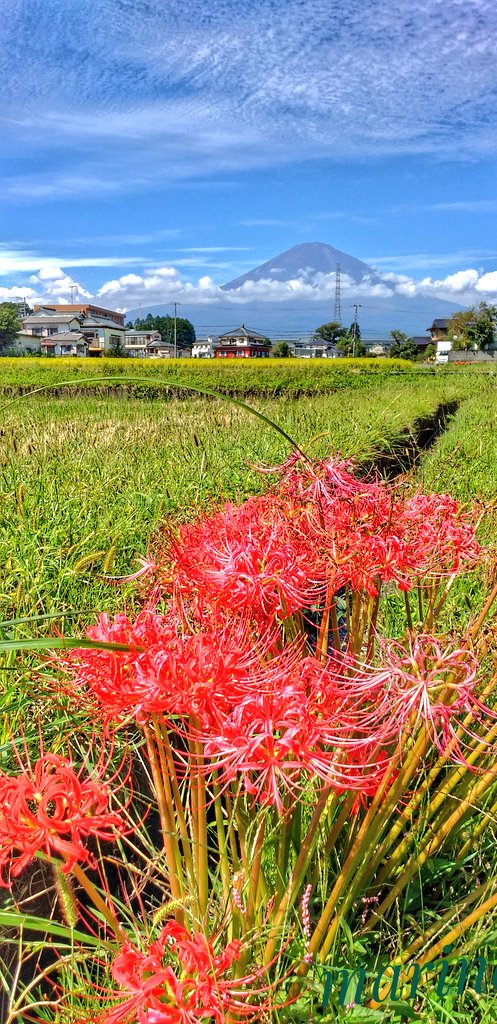 白い彼岸花の花言葉 Twitter Search Twitter