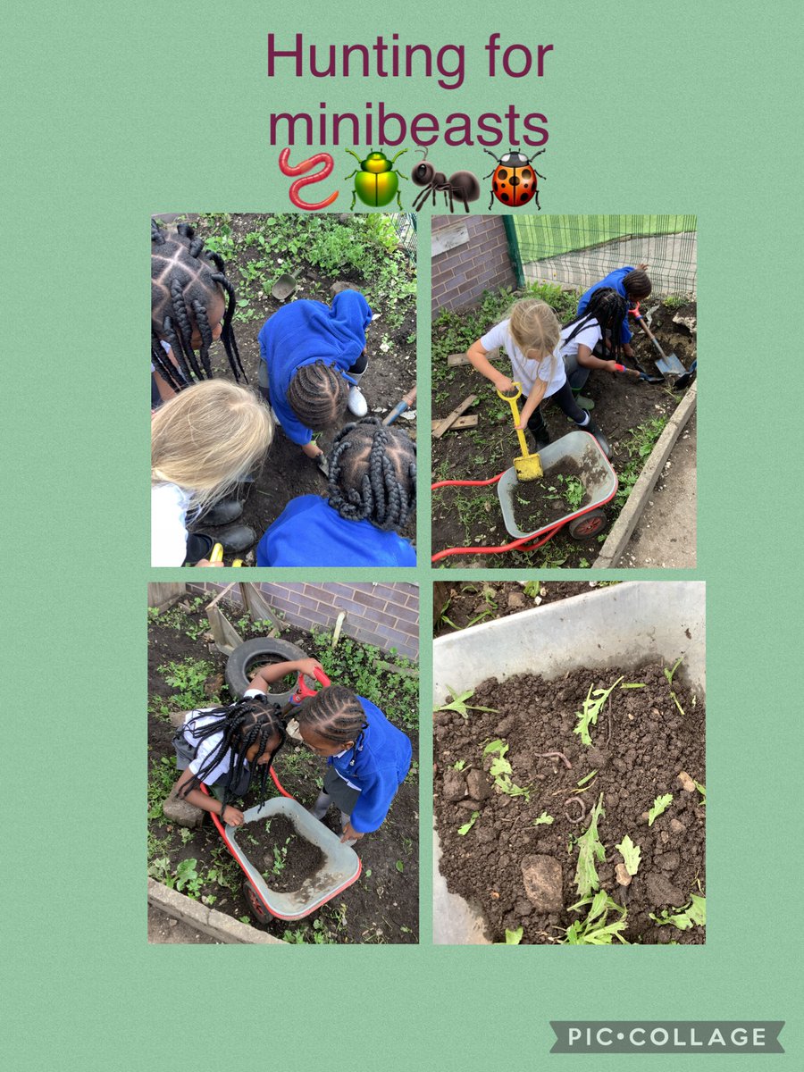 Reception class have been hunting for minibeasts. They made a home for the worms that they found. 🪱🐞🪲 #eyfs #learningthroughplay #outdoorplay #exploreandlearn #eyfsreception #receptionclass