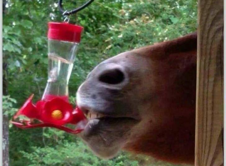 jimrosecircus1's tweet photo. Does any body know what type of hummingbird this is? https://t.co/HvRQ9nMRJR